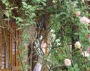 Área dos celibatários
